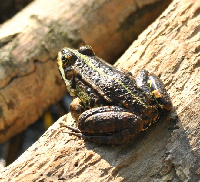 Rana verde - Pelophylax sp. (prov. Treviso)